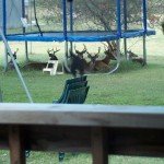 Buck under Tramp Buck under Tramp