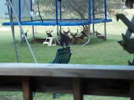 BuckTramp