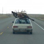 elkcar elkcar