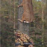 Deer in Tree Deer in Tree