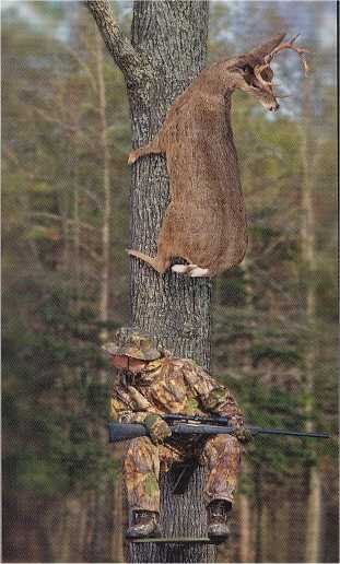 Deer in Tree