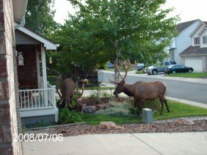 Elk Picture 1 Elk eating in front yard
