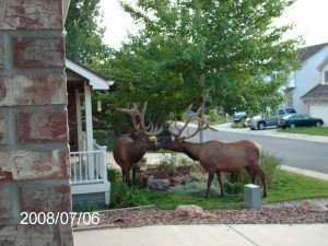 Elk Elk in front yard