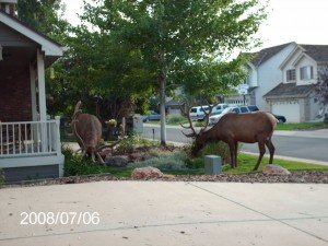 Elk Elk eating flowers