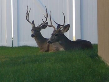 In my own back yard…