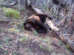 Bear Attack Survivor