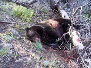 Bear Attack Survivor