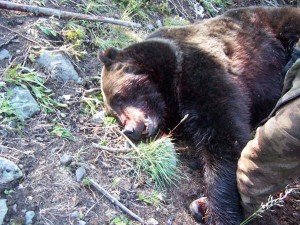 Bear Attack Survivor