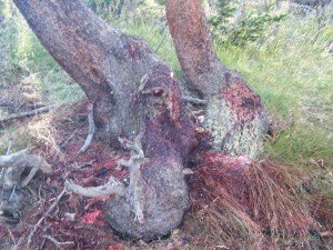 Bear Attack Survivor