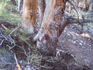 Bear Attack Survivor