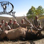 spider-bull-51 spider-bull-51