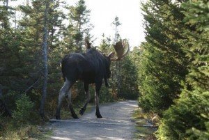moose1