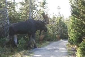moose2