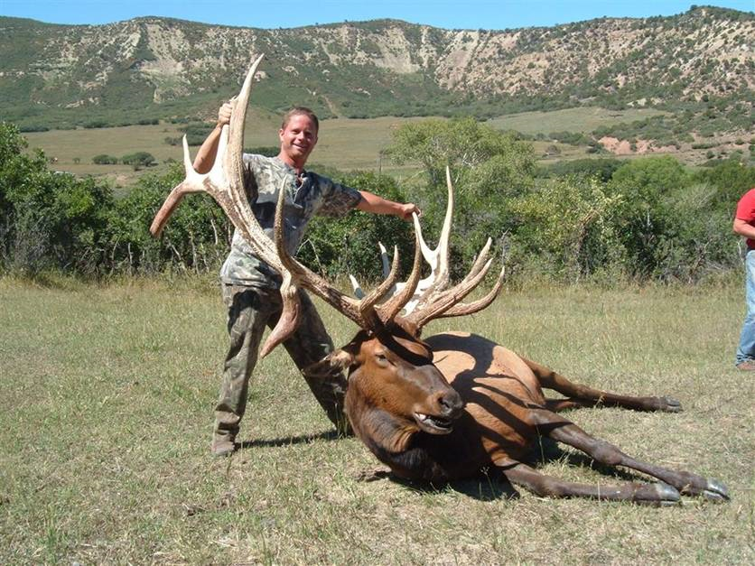 How much would you pay for this bull Elk?