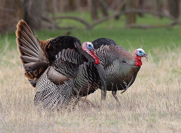 Turkey Hunt