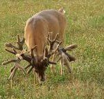 Farm grown racks