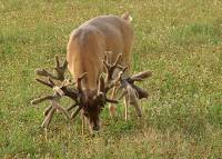 Farm grown racks