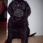 Tips for Training a Hunting Dog…
