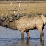 Hunt of a Lifetime?