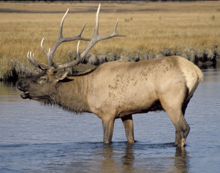 Hunt of a Lifetime?