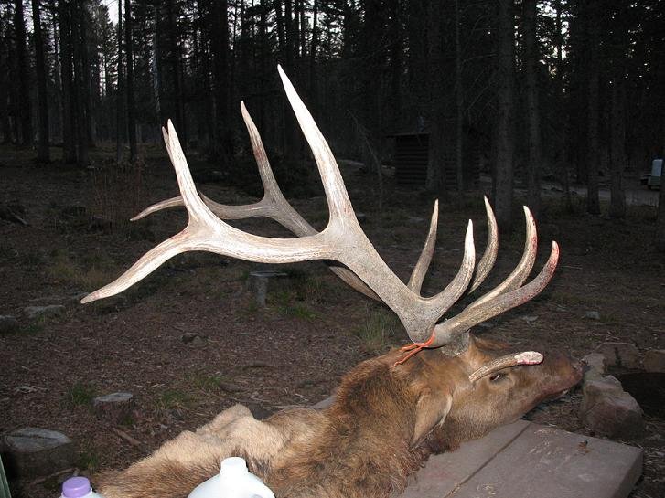 Elk_Stuck_Antler Elk_Stuck_Antler