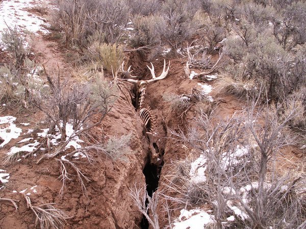 Moose_Crack