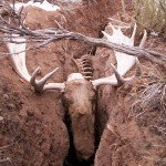 Rough time to be a moose!