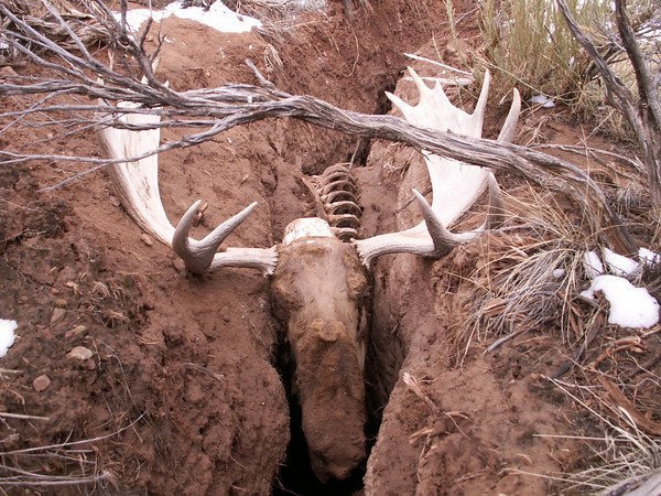 Moose_Crack2