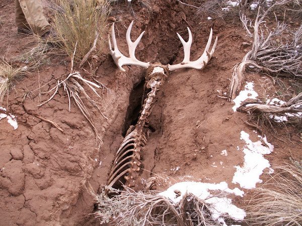 Moose_Crack3