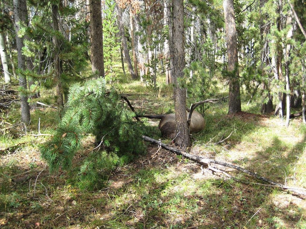 DeadElk