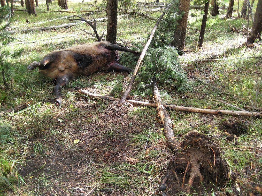 DeadElk5