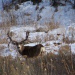 Monster Mule Deer!