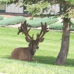Deer with double antlers