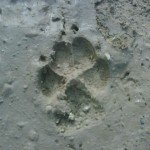 Lionprint Lionprint