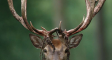 DeerAntlerVelvet