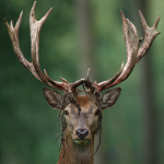 DeerAntlerVelvet DeerAntlerVelvet
