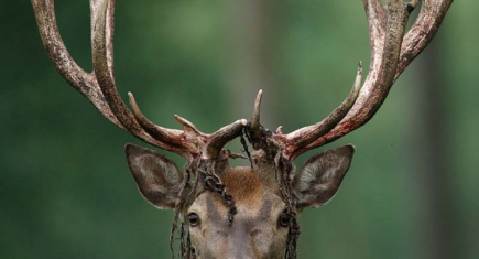 DeerAntlerVelvet DeerAntlerVelvet