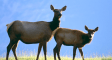 cow-elk-with-calf-pictures