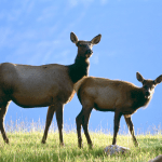 cow-elk-with-calf-pictures