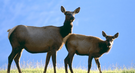 cow-elk-with-calf-pictures cow-elk-with-calf-pictures