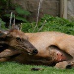 Elk_Birth Elk_Birth
