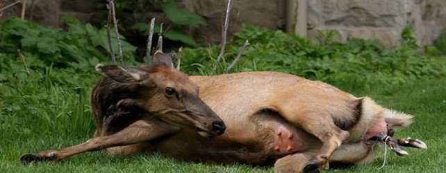Elk Gives Birth By Ranger Station