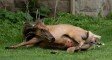 Elk_Giving_Birth