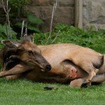 Elk_Giving_Birth Elk_Giving_Birth