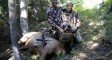 Cow Elk 9/3/11