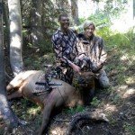 Cow Elk 9/3/11 Cow Elk 9/3/11