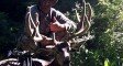 Scotts Deer
