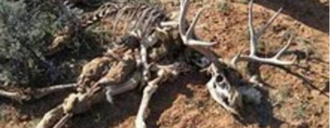 $1,500 reward to help stop poaching in San Juan County