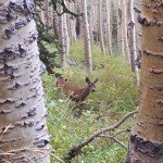 Doe 5 yards away.